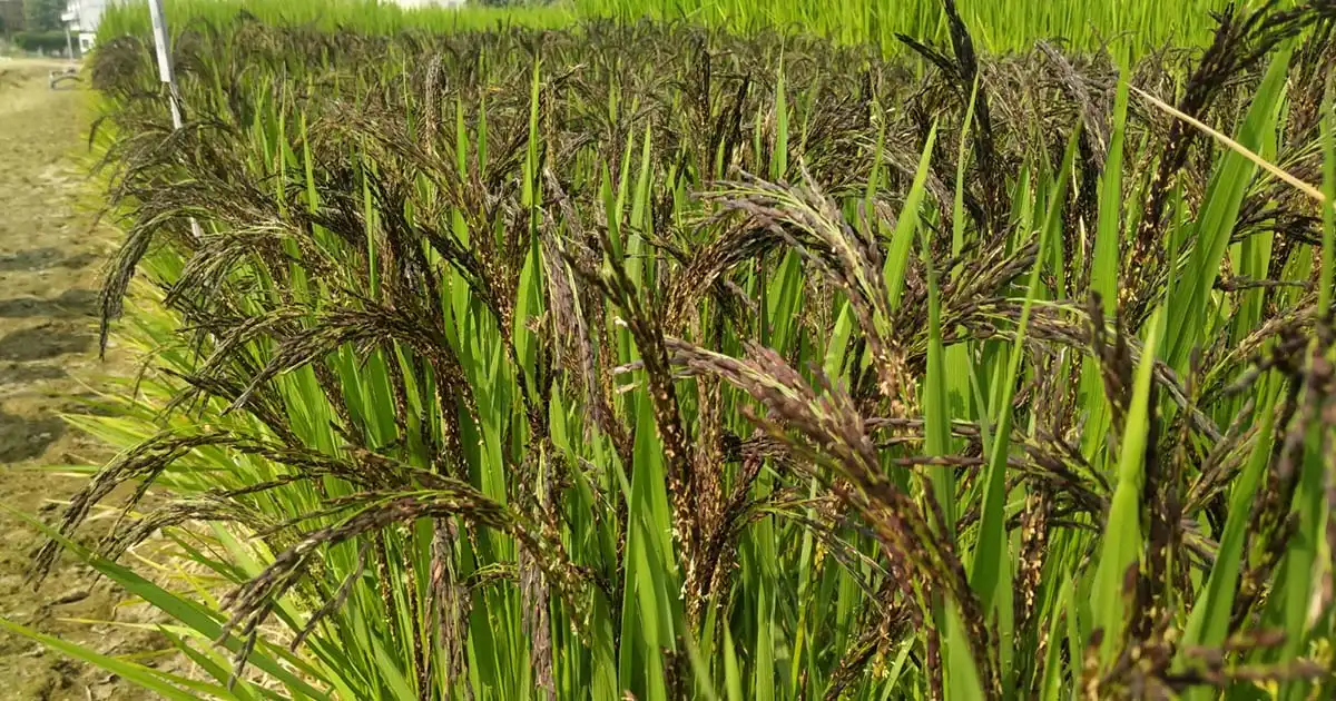 Kalanamak Rice Preserving Indigenous Rice Varieties for a Sustainable Future