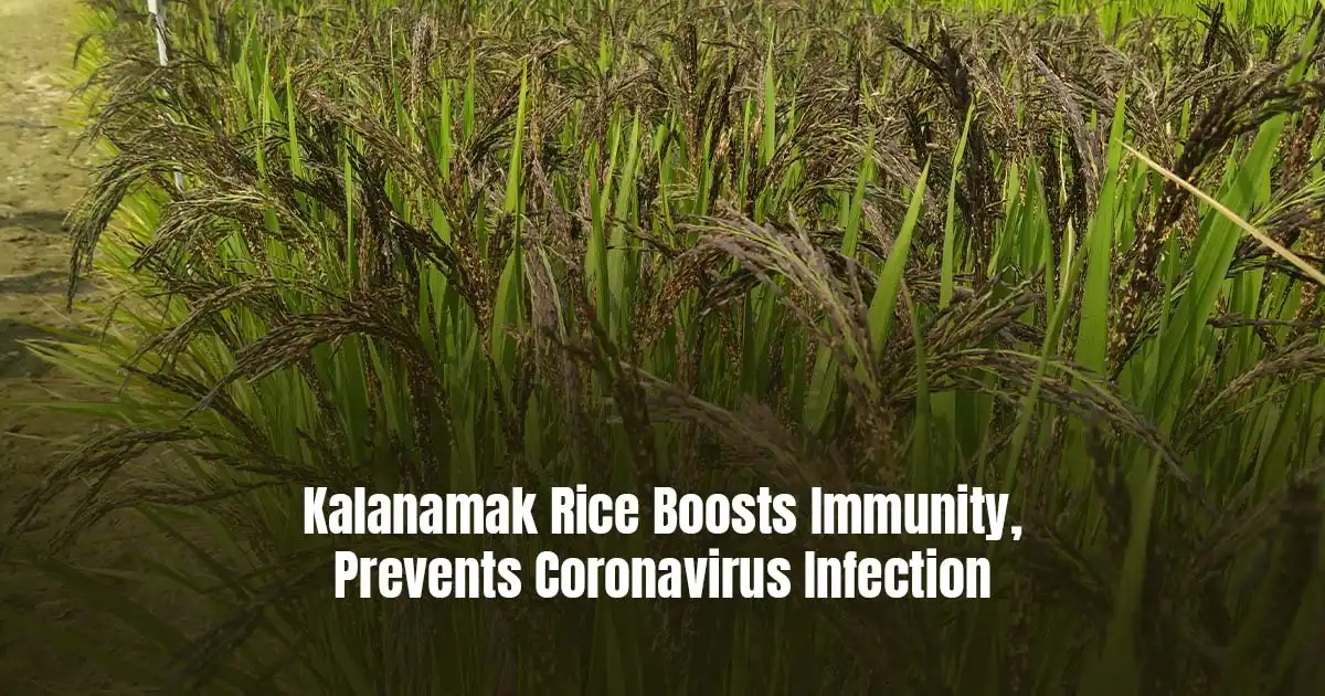 Kalanamak Rice Boosts Immunity, Prevents Coronavirus Infection